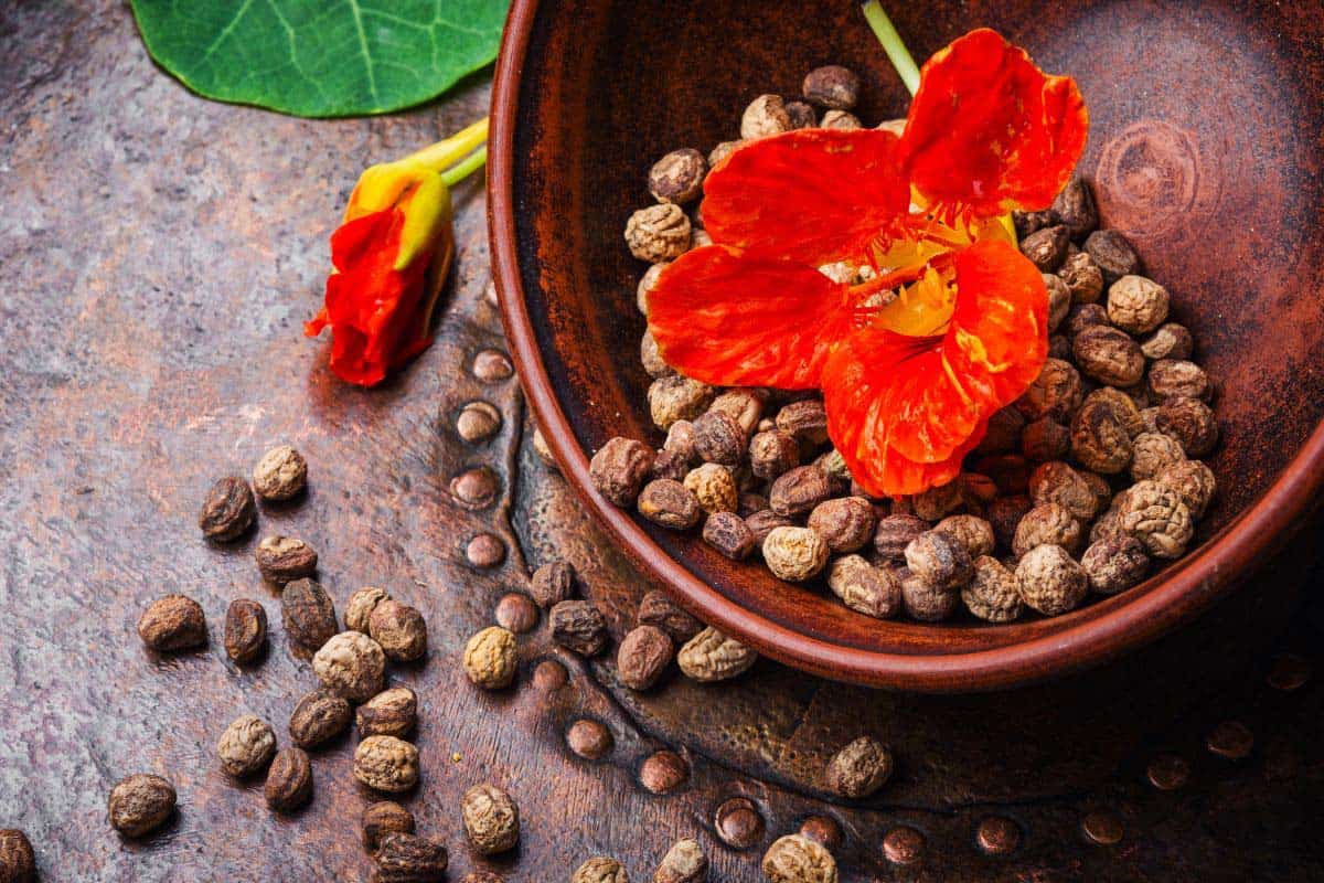 nasturtium seeds